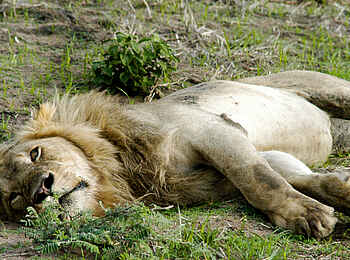 Katuma Bush Lodge: Ein Löwe ruht sich aus