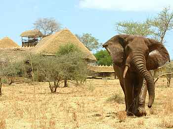 Kidepo National Park: Elefant vor der Apoka Safari Lodge