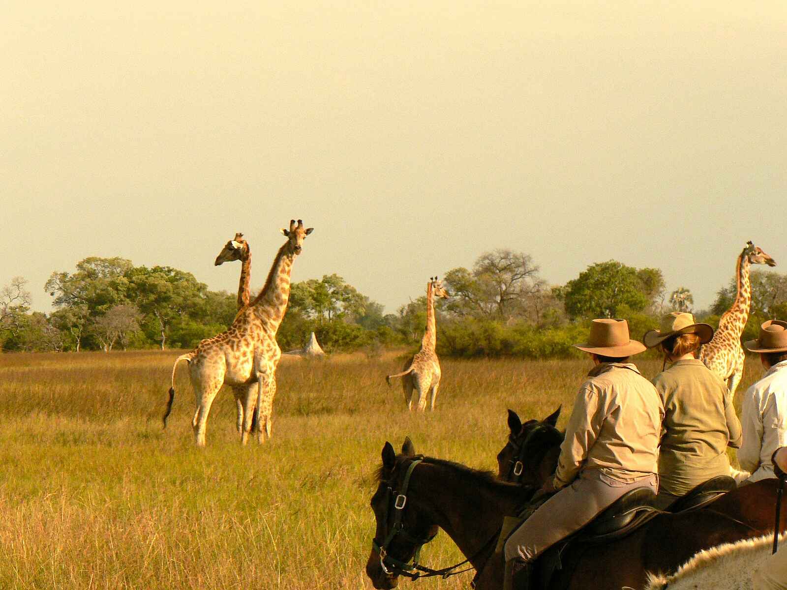 Kujwana Camp: Giraffen-Beobachtung Kujwana Camp: Giraffen-Beobachtung