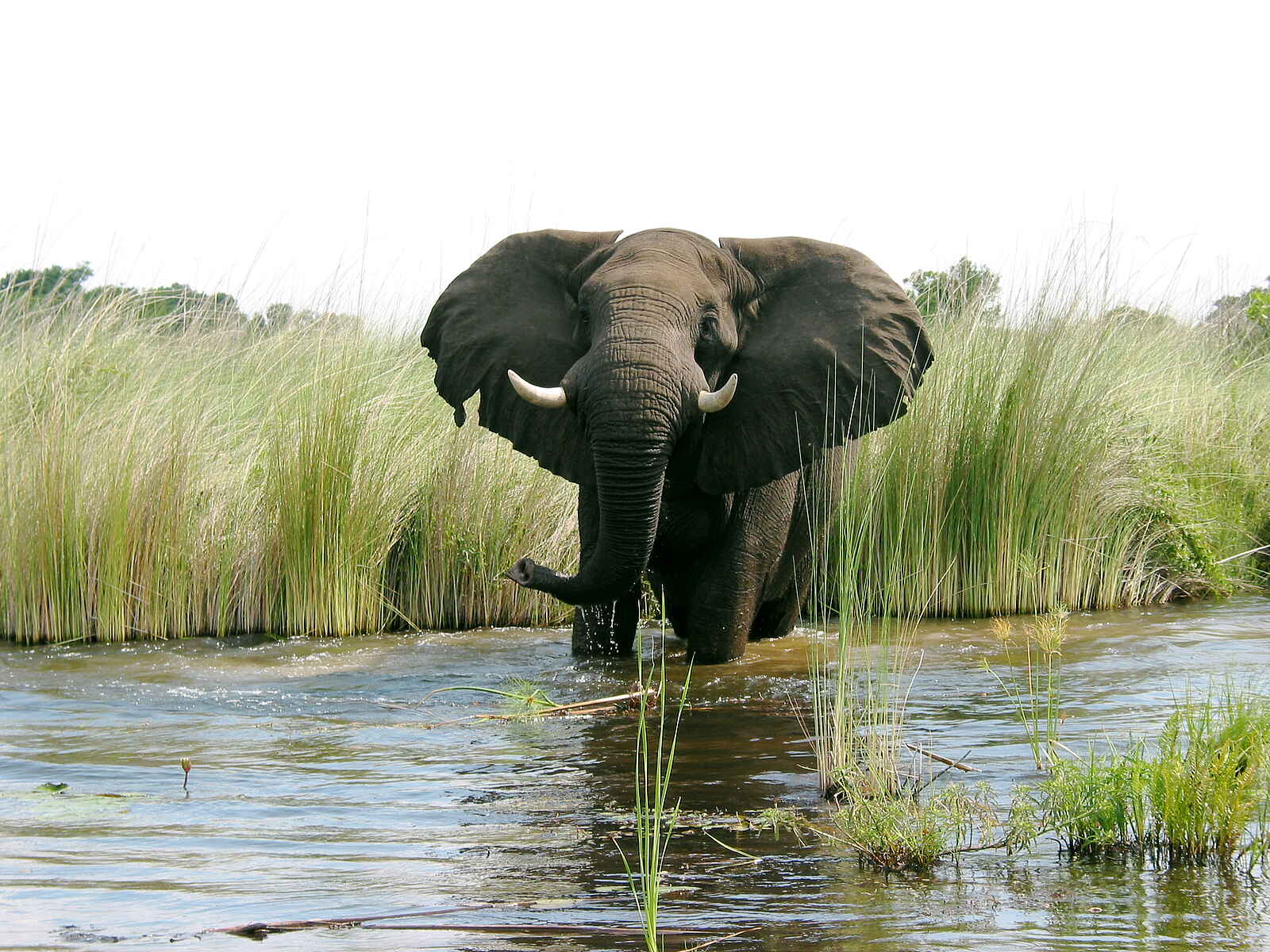Kwara Camp: Elefant im Moanachira Kwara Camp: Elefant im Moanachira
