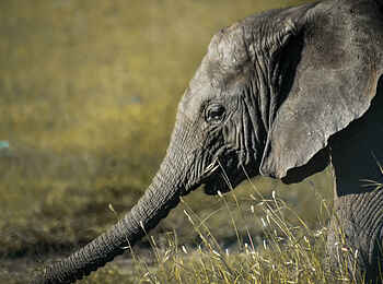 Lemala Mpingo Ridge Lodge: Junger Elefant Lemala Mpingo Ridge Lodge: Junger Elefant