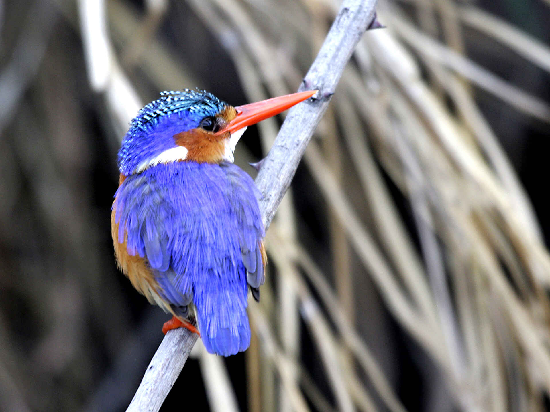 Angeln, Fishing, Game Drive, Jacques Collins, Kafue National Park, Kafue River, Leopard Lodge, Lubungu, Lunga-Lushwishi Game Management Area, Walking Safari, Alcedo Cristata, Haubenzwergfischer, Malachite Kingfisher, Afrikarma, Afrikarma Safaris, Afrikarma Safaris - Wildnis. Hautnah., Afrikarma.de