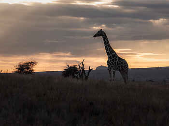 Lewa Safari Camp: Giraffe im Sonnenaufgang