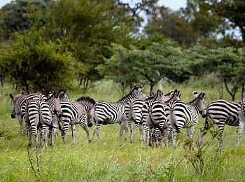 Lianshulu Lodge: Zebraherde Lianshulu Lodge: Zebraherde