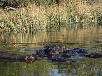 Linyanti Tented Camp: Nilpferde
