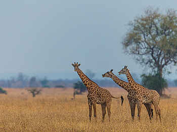 Luambe Camp: Thorneycroft Giraffe recken ihre Hälse Luambe Camp: Thorneycroft Giraffe recken ihre Hälse