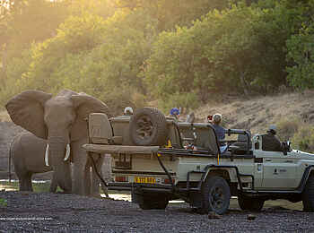 Mashatu Tent Camp: Begegnung mit Elefanten bei einer Pirschfahrt Mashatu Tent Camp: Begegnung mit Elefanten bei einer Pirschfahrt