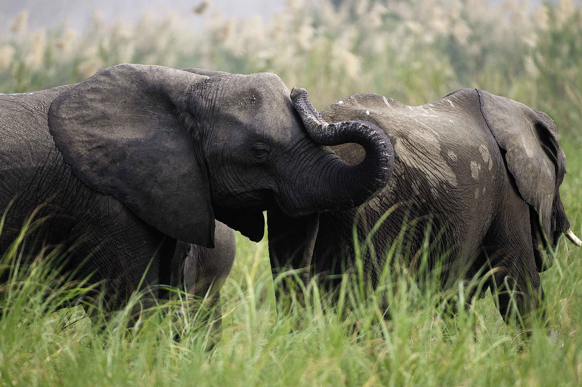 Afrika, afrikarma, Elefant, Hippo, Liwonde, Liwonde Nationalpark, Malawi, Motorbootsafari, Mvuu, Mvuu Camp, Mvuu Wilderness Camp, Nashorn, national park, Nilpferd, Reise, Reisen, Reiseveranstalter, Rhino Sanctuary, Safari, Sanctuary, Schutzgebiet, Shire, Spitzmaulnashorn, Urlaub, Wilderness Safaris, Elefanten, Fauna, Pirschfahrt, Tiere
