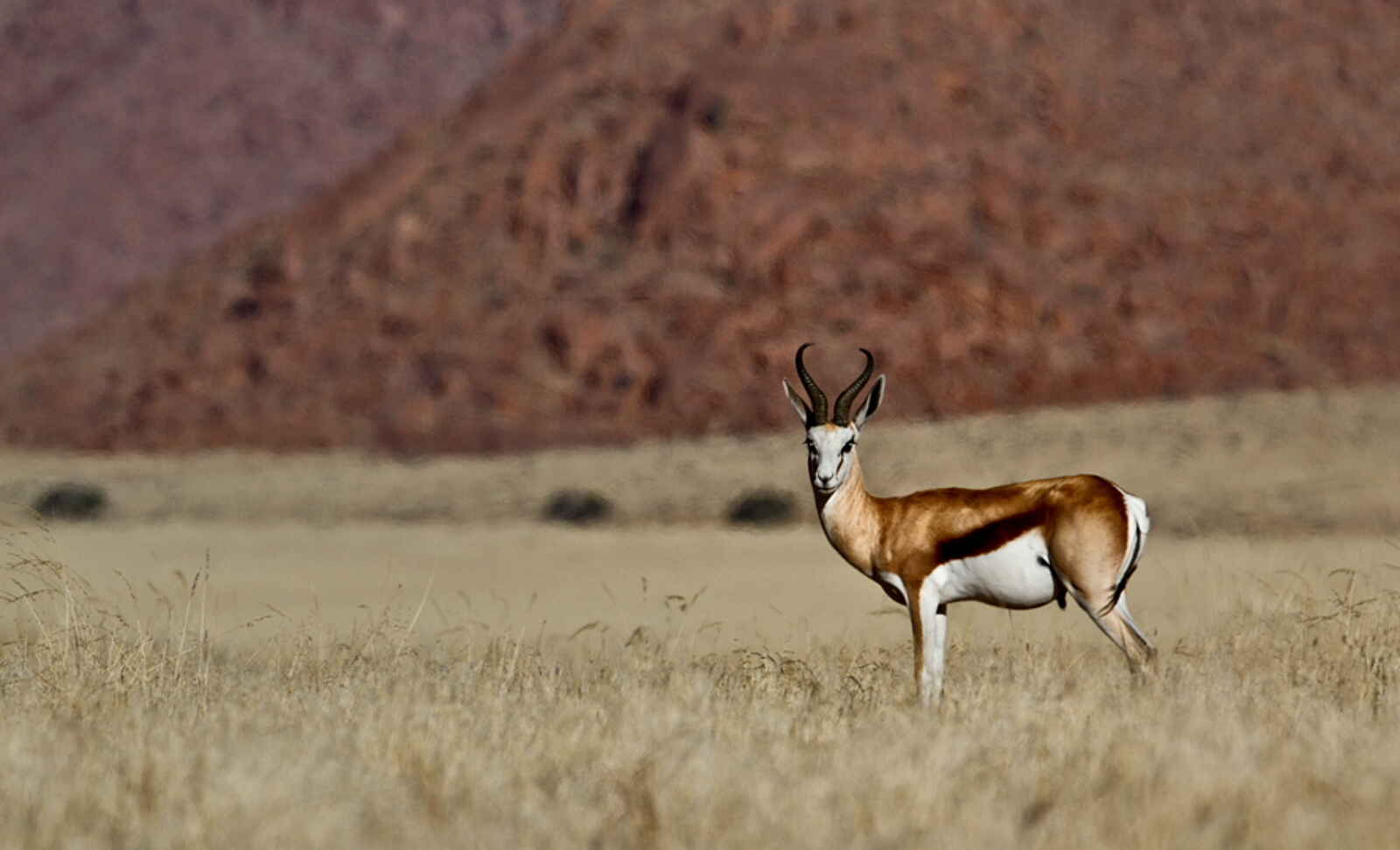 Namtib Desert Lodge: Springbock Namtib Desert Lodge: Springbock