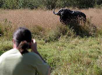 Ngare Serian Camp: Büffel