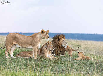 Ngare Serian Camp: Löwen