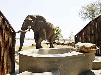 Old Mondoro Camp: Elefant am offenen Bad