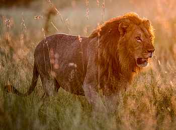 Planet Baobab: Stattlicher Löwe Planet Baobab: Stattlicher Löwe