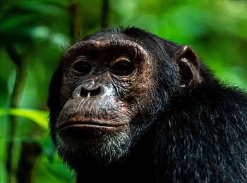 Primate Lodge Kibale: Aus Schimpanse aus der Nähe