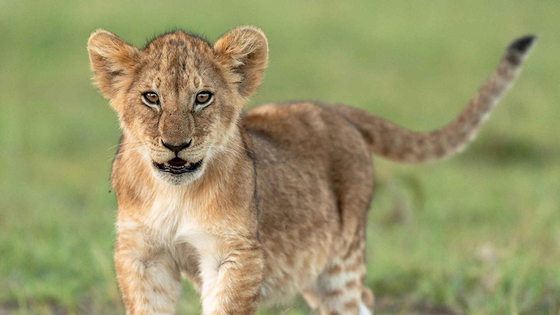 Rekero Camp: Junger Löwe