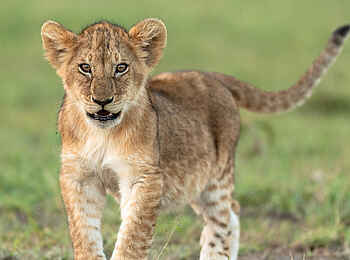 Rekero Camp: Junger Löwe