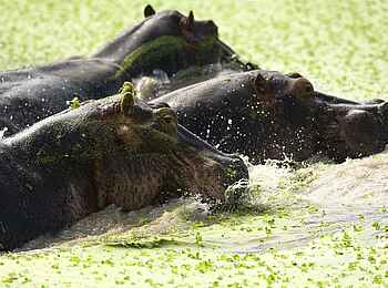 Robin Pope River Journeys: Nilpferde