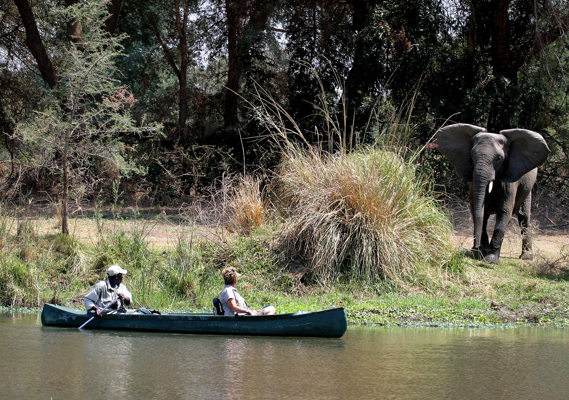 Sausage Tree Camp: Elefantenbegegnung auf Kanutour Kanusafari, Lower Zambezi National Park, Sambesi, Sandbank, Sausage Tree Camp, Walking Safari, Zambezi, Elefant, Kanu, Zambezi Escarpment