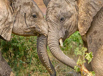 Soroi Larsens Camp: Zwei spielende Elefanten Soroi Larsens Camp: Zwei spielende Elefanten