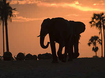 The Hide: Elefant vor Sonnenuntergang The Hide: Elefant vor Sonnenuntergang