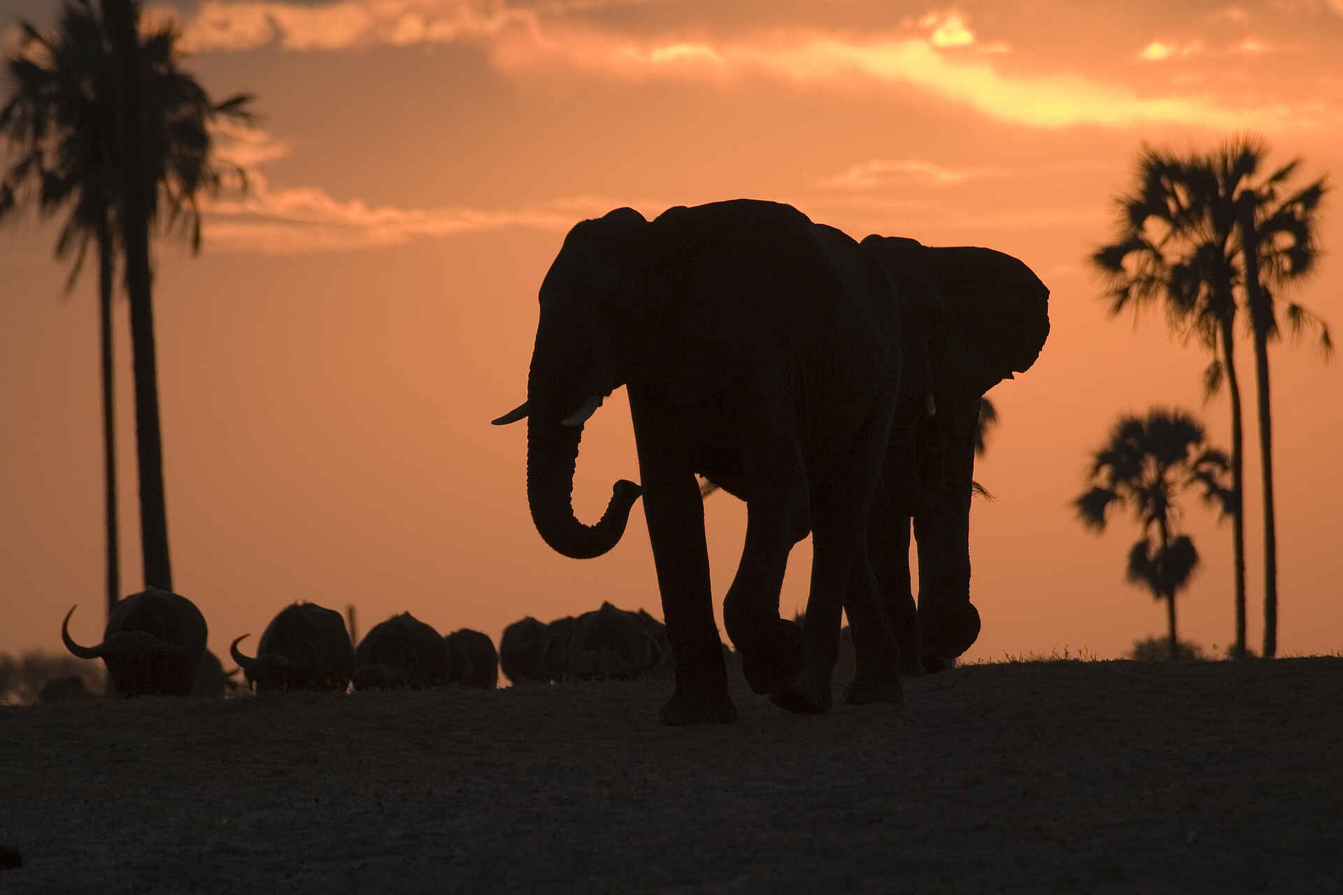 The Hide: Elefant vor Sonnenuntergang