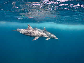 White Pearl Resorts: Delfine nahe der Oberfläche