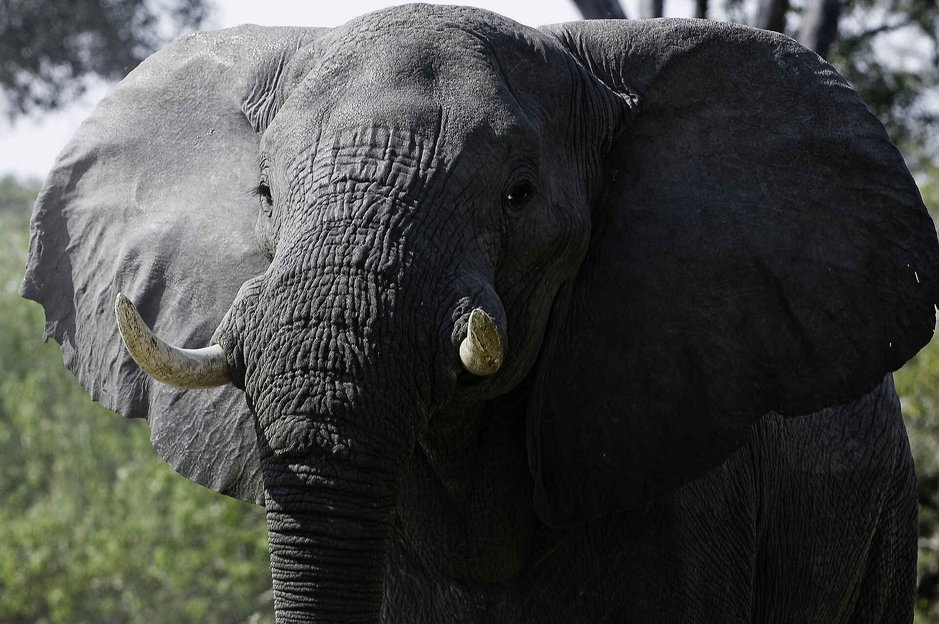 Zarafa Camp: Elefantenbulle Zarafa Camp: Elefantenbulle