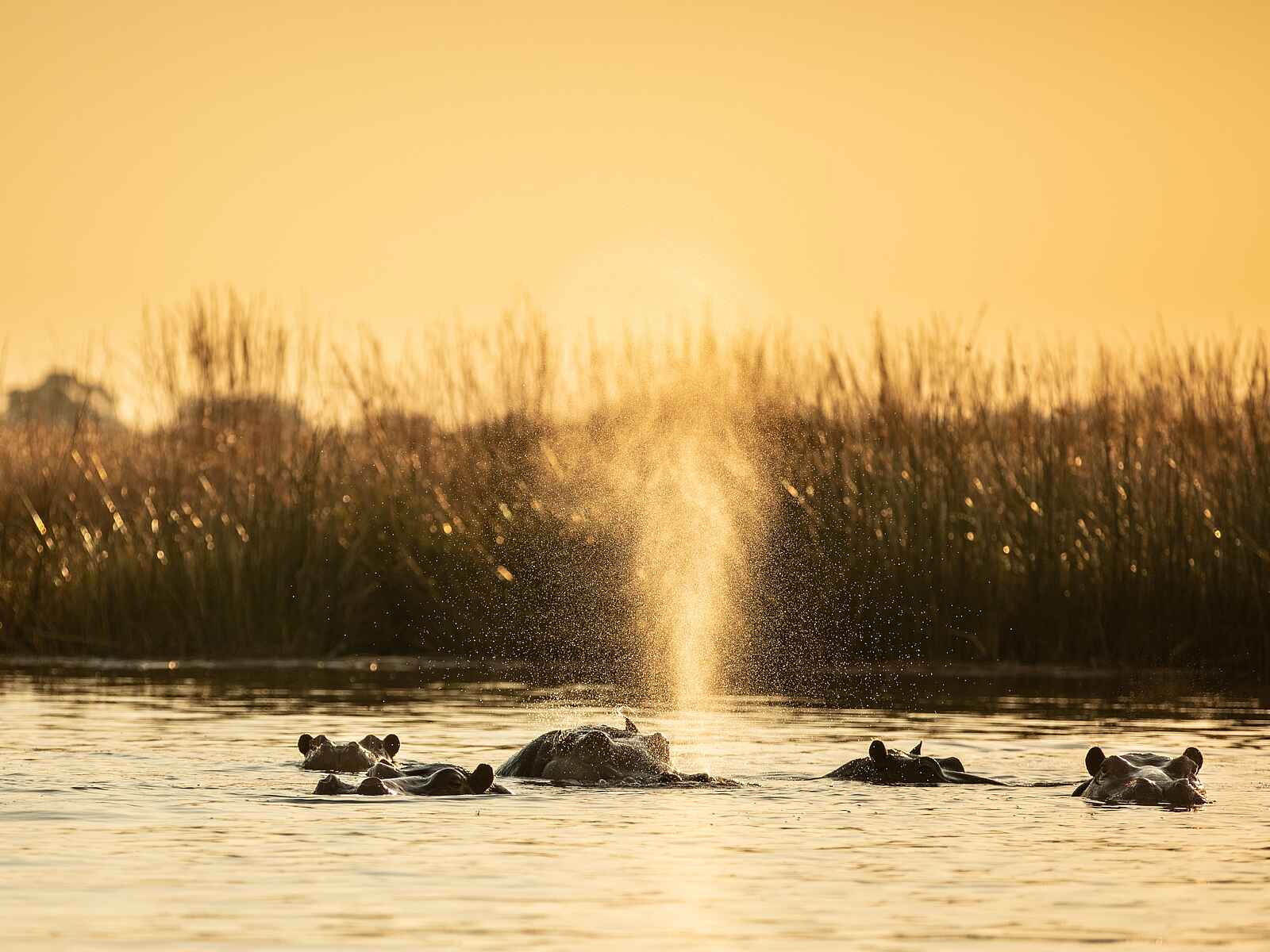 Zarafa Camp: Nilpferde im Wasser Zarafa Camp: Nilpferde im Wasser