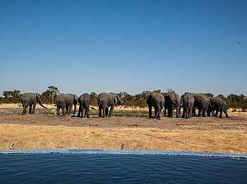 Camp Kuzuma: Elefantenherde Camp Kuzuma: Elefantenherde