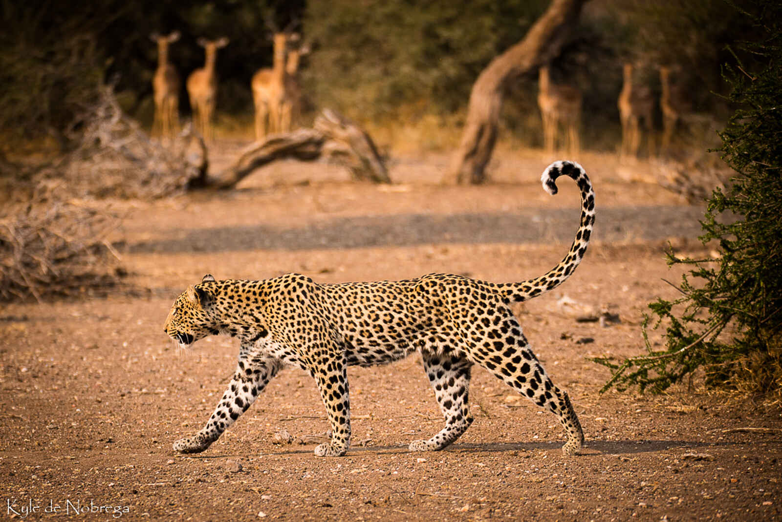 Mashatu Game Reserve: Leopard Mashatu Game Reserve: Leopard
