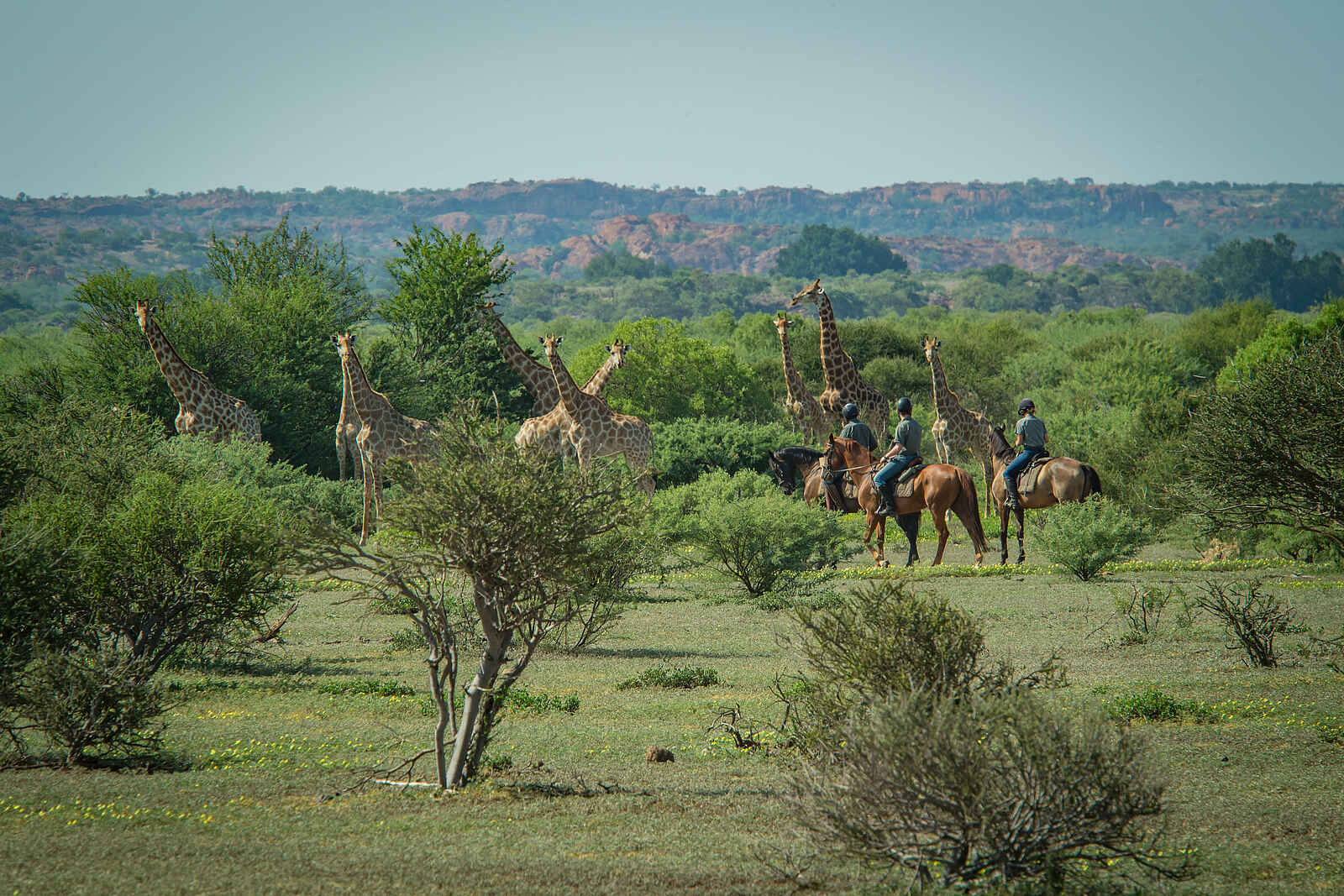 Mashatu Game Reserve: Reiter und Giraffen Mashatu Game Reserve: Reiter und Giraffen