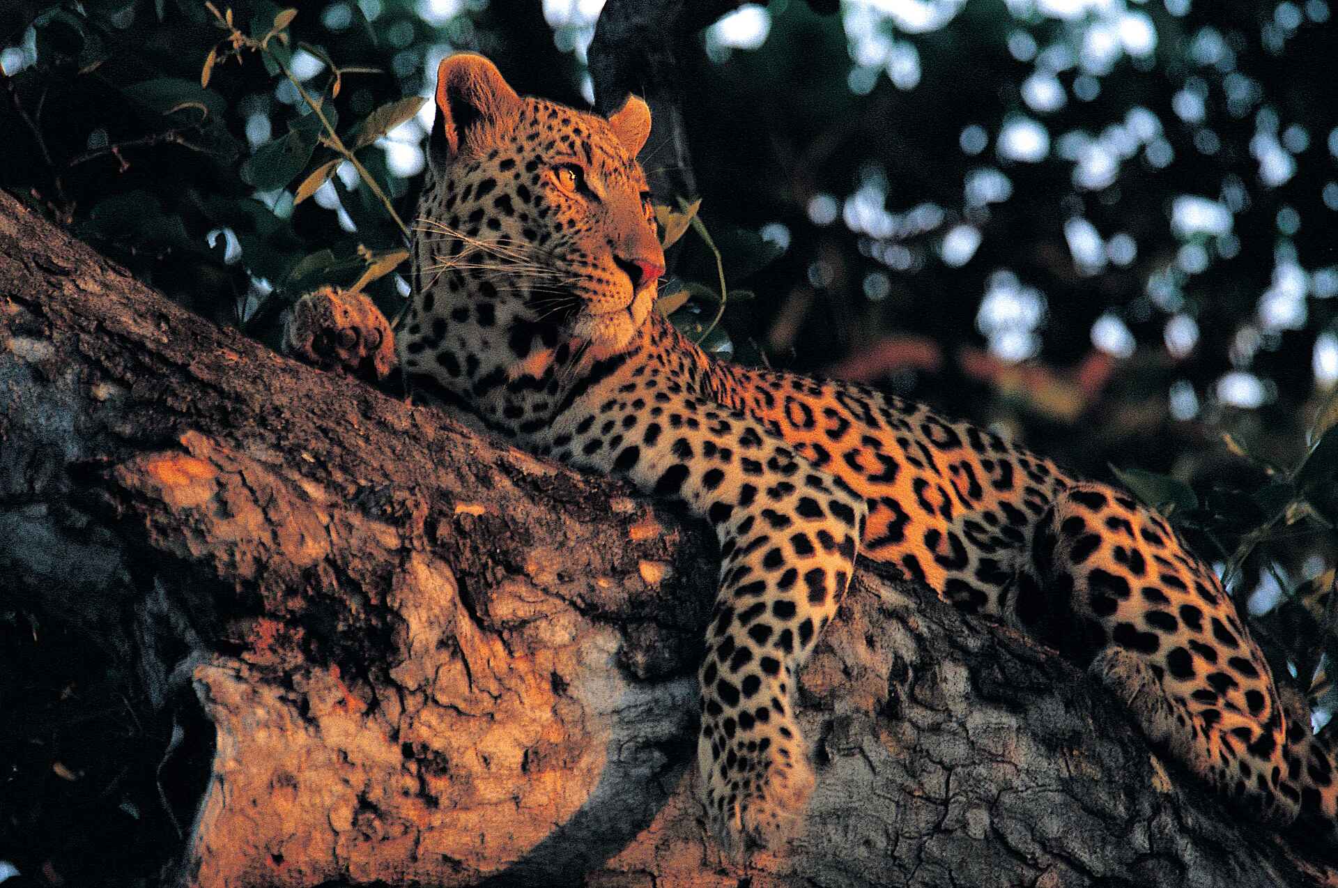 Miracle Rivers Komfort Safari: Mit etwas Glück sichtet man Leoparden