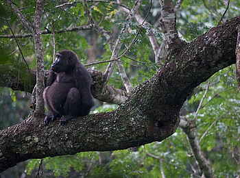 Ngaga Camp: Ein wohlgenährter Gorilla
