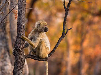 Ntemwa Busanga Bushcamp: Pavian in einem Baum