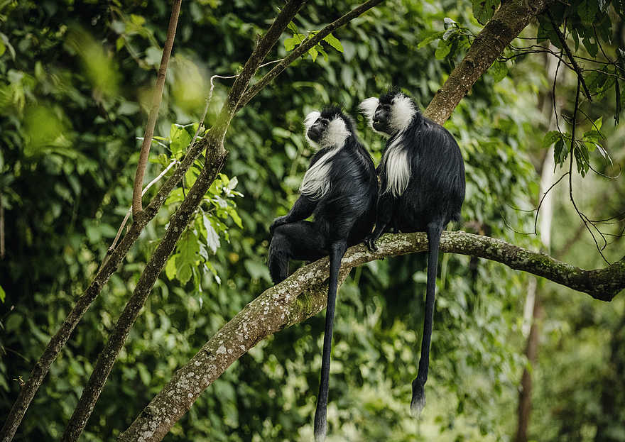 One and Only Nyungwe House: Zwei Colobus Affen im Geäst One and Only Nyungwe House: Zwei Colobus Affen im Geäst