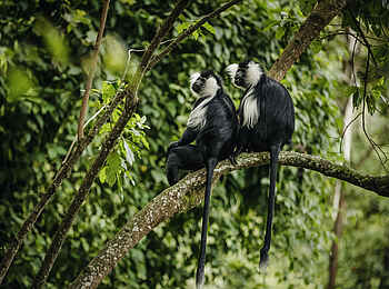 One and Only Nyungwe House: Zwei Colobus Affen im Geäst One and Only Nyungwe House: Zwei Colobus Affen im Geäst