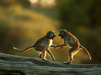 Selinda Camp: Baby-Paviane