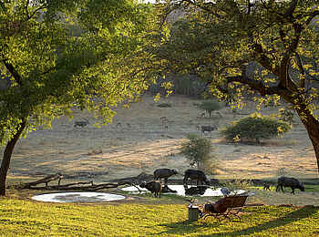 Stanley and Livingstone Boutique Hotel: Büffel am Wasserloch Stanley and Livingstone Boutique Hotel: Büffel am Wasserloch