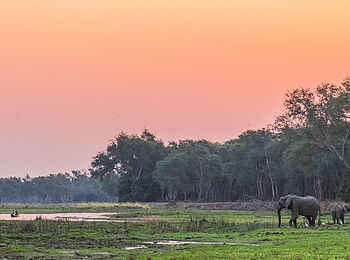 Tusk and Mane Safaris: Elefanten in der Ufervegetation Tusk and Mane Safaris: Elefanten in der Ufervegetation