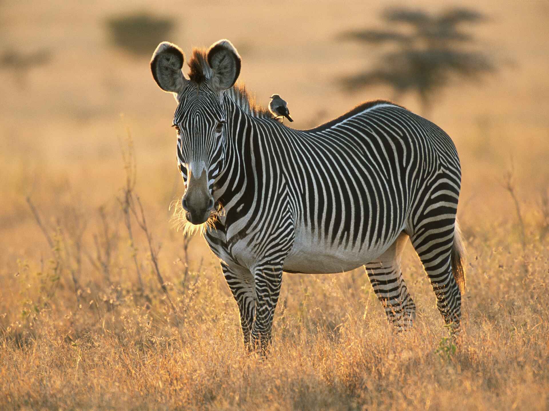 andBeyond Suyian Lodge: Grevyzebra