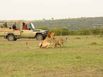 Basecamp Masai Mara: Begegnung mit Löwen Basecamp Masai Mara: Begegnung mit Löwen