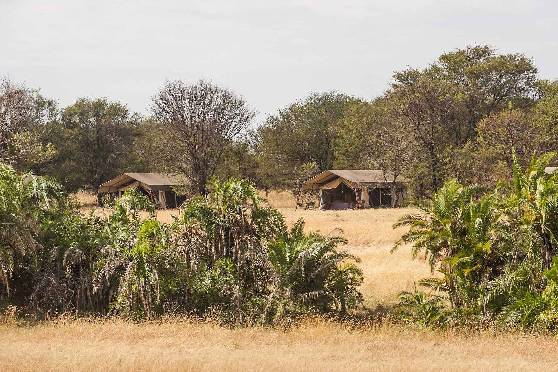 Bologonya, Bologonya Under Canvas, Mobiles Camp, Nationalpark, Serengeti, Tanganyika Wilderness Camps, Tansania, Camp, Lage, Natur, Umgebung, Vegetation, Zelte, Afrikarma, Afrikarma Safaris, Afrikarma Safaris - Wildnis. Hautnah., Afrikarma.de