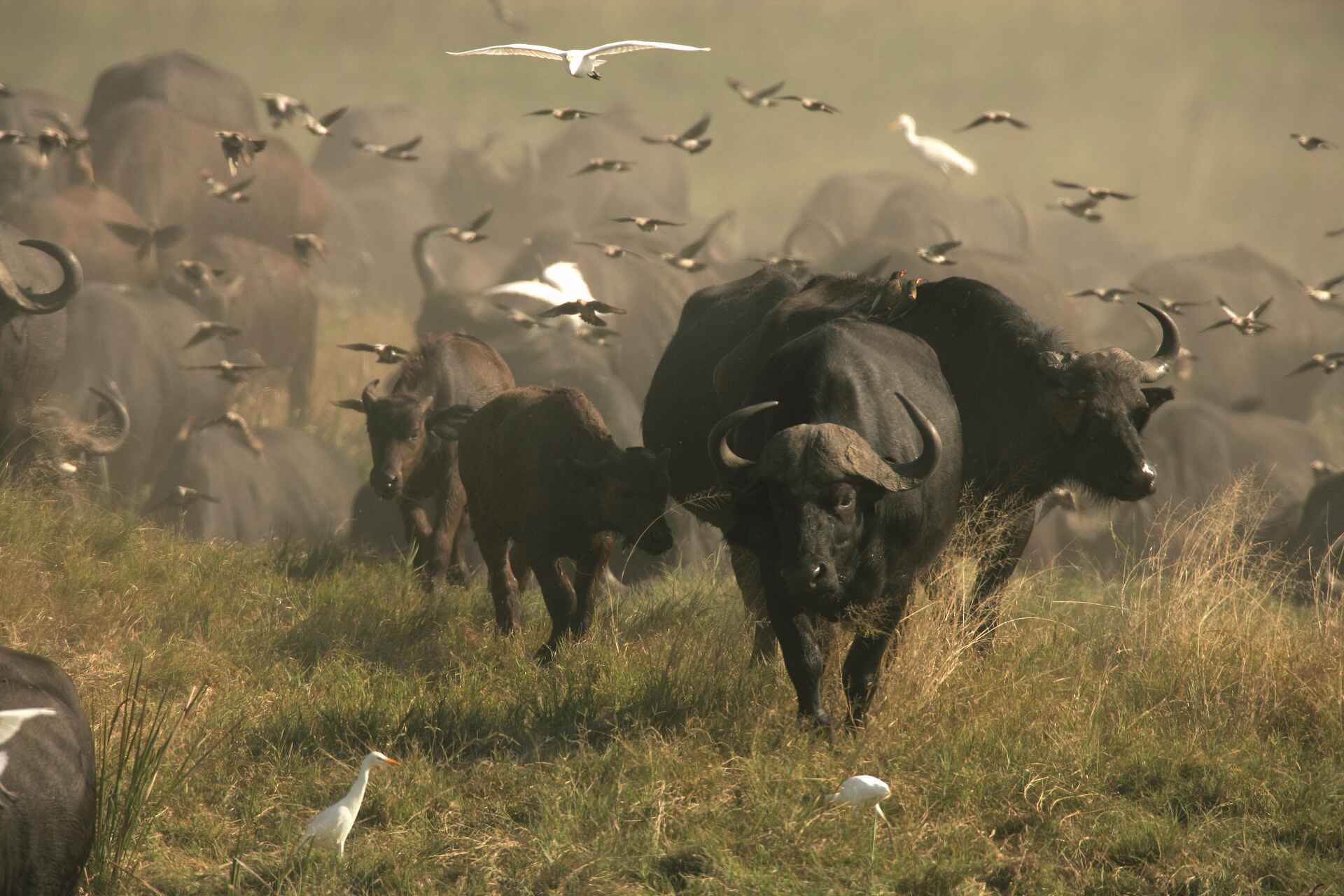 Duba Expedition Camp: Büffel und Kuhreiher