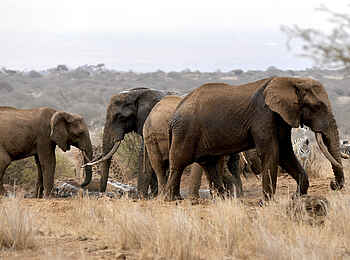 Elerai Camp: Eine Elefantenherde Elerai Camp: Eine Elefantenherde