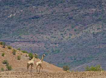 Grootberg Lodge: Giraffen im Canyon