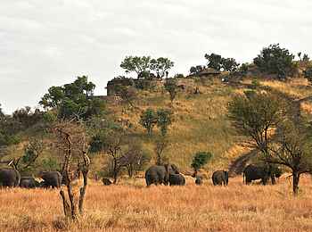 Grumeti Hills Camp: Elefanten vor dem Grumeti Hill