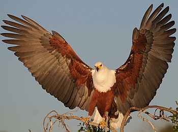 Ichingo Chobe River Lodge: Ein Schreiseeadler Ichingo Chobe River Lodge: Ein Schreiseeadler