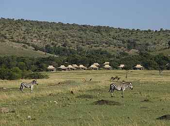 Kichwa Tembo Tented Camp: Zebras in Campnähe Kichwa Tembo Tented Camp: Zebras in Campnähe