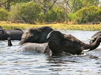 Kujwana Camp: Elefanten im Wasser