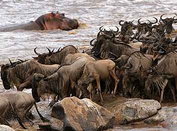 Legendary Songa Migrational Camp: Im Fluss